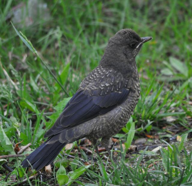 blackbird juvenile